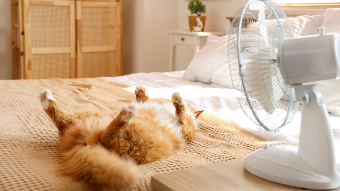 Canicule à Dijon : 10 astuces efficaces pour rafraîchir votre logement sans climatisation
